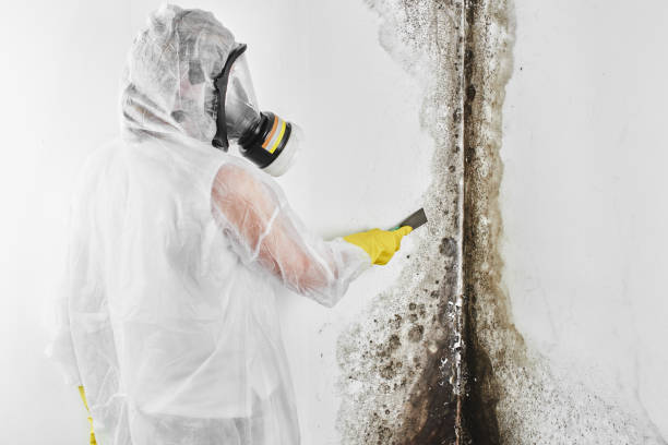 Why You Should Choose Our Mold Remediation Services in Makakilo, HI